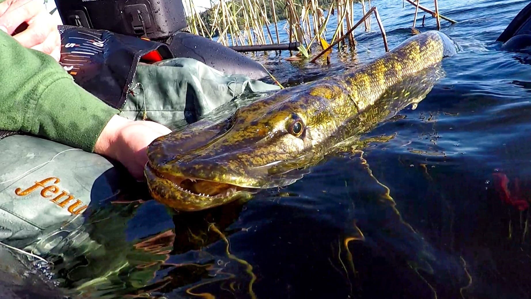 Pike & perch from a boat and belly boat😊