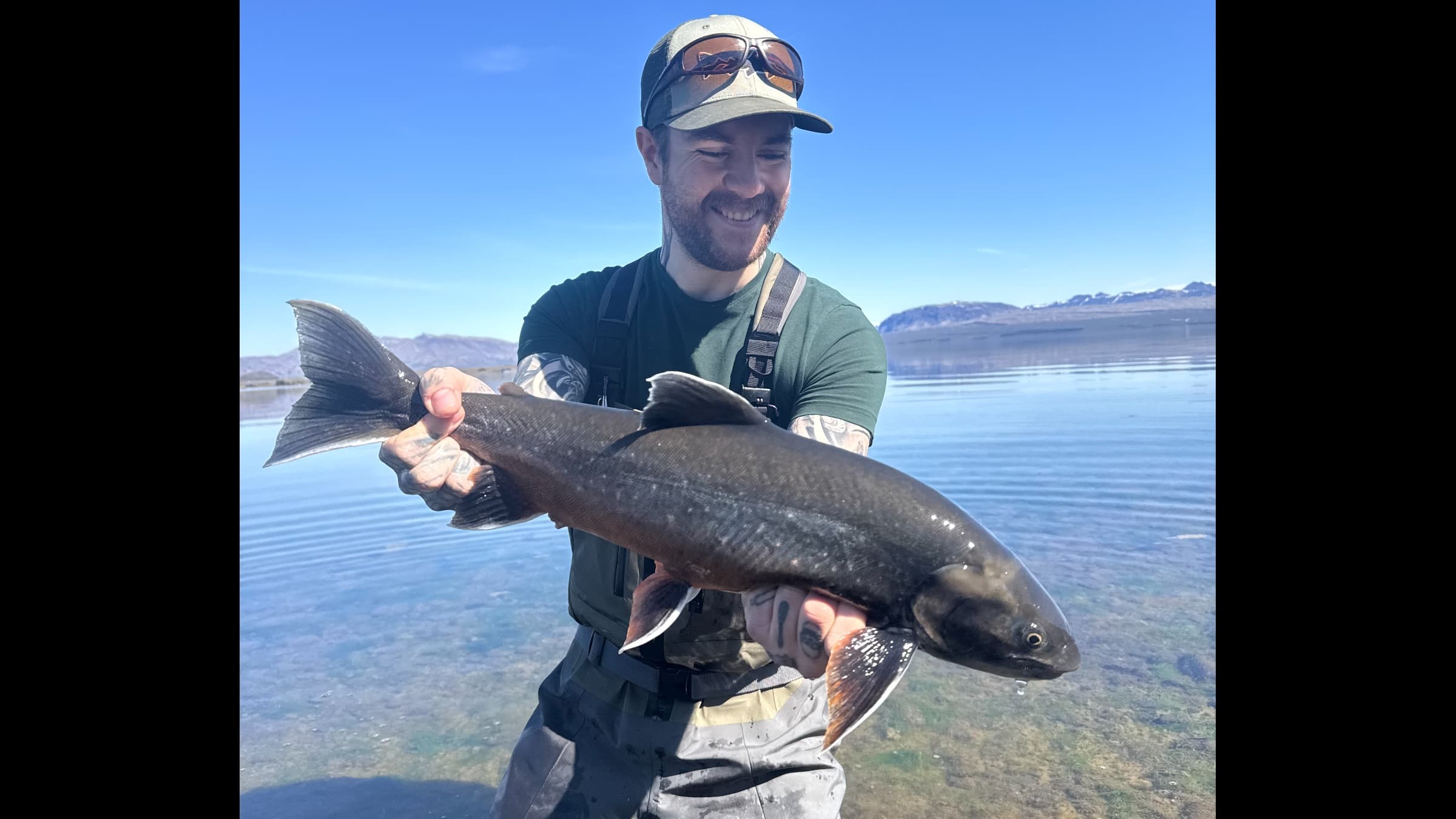 Brown Trout, Arctic Char, Salmon, Seatrout