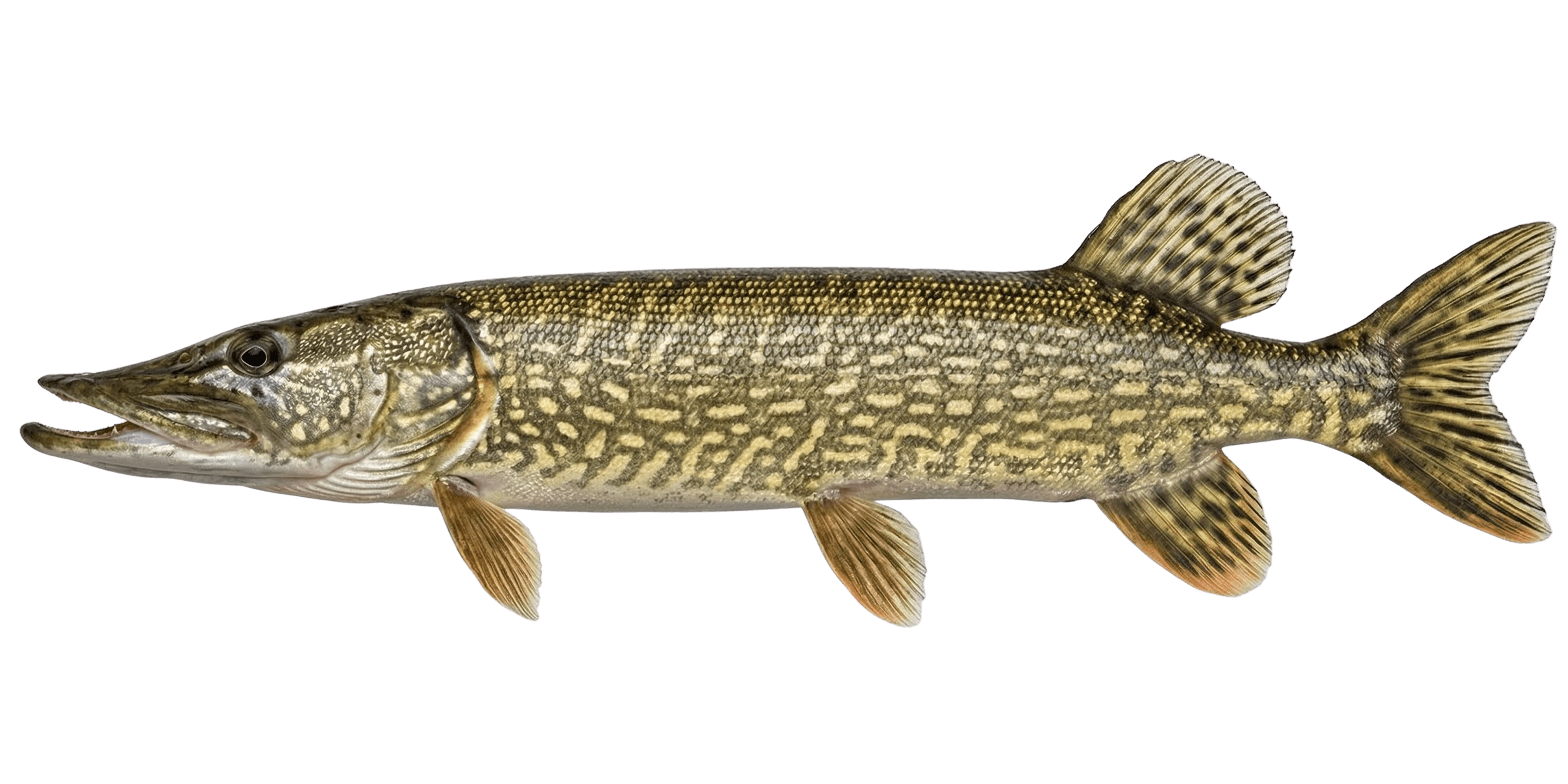 Pike Fishing for Beginners: What Your Guide Wants You to Know