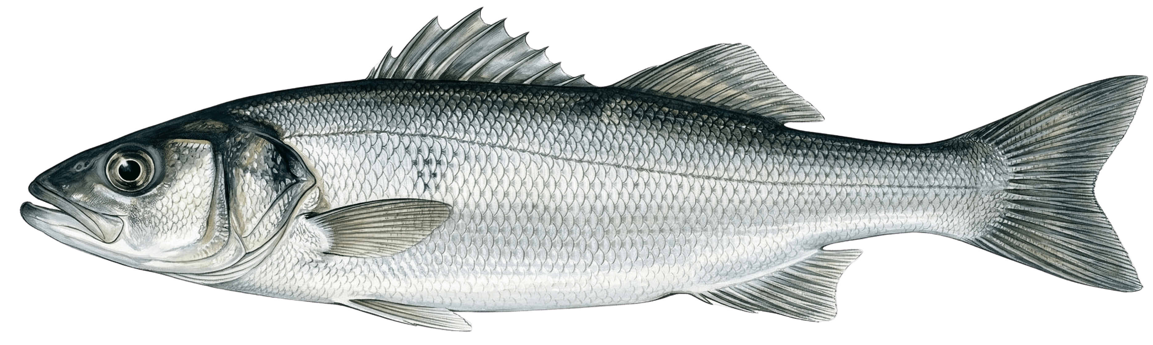 Sea Bass