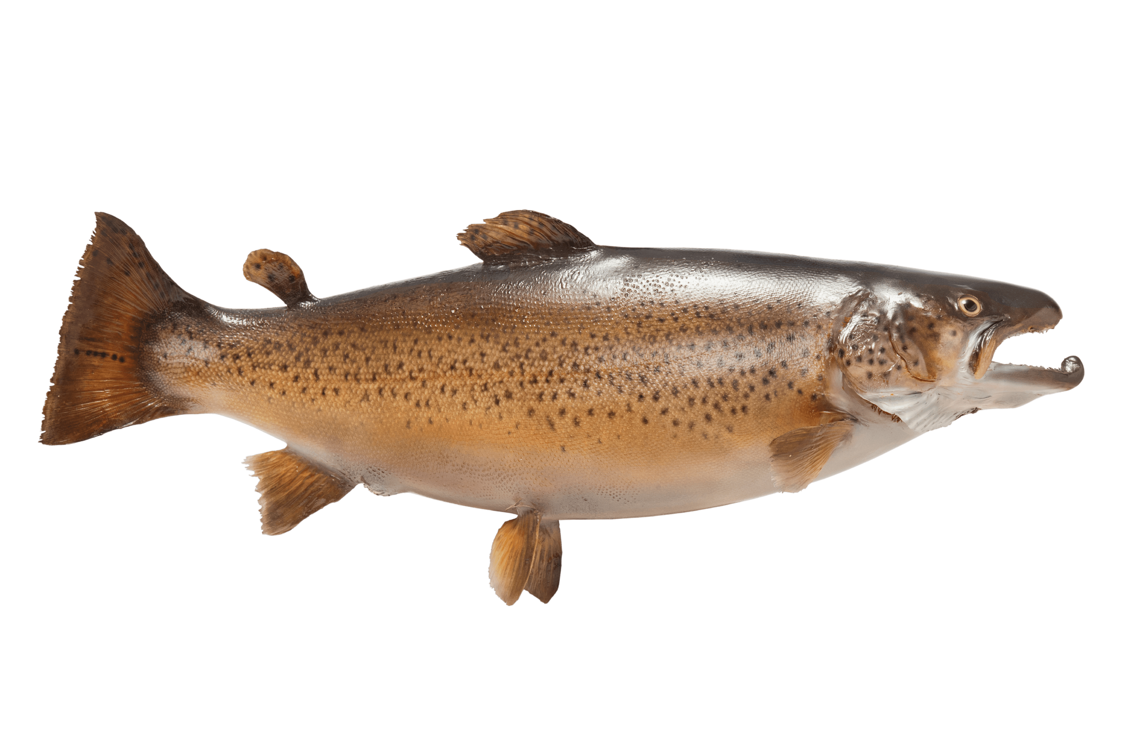 Brown trout