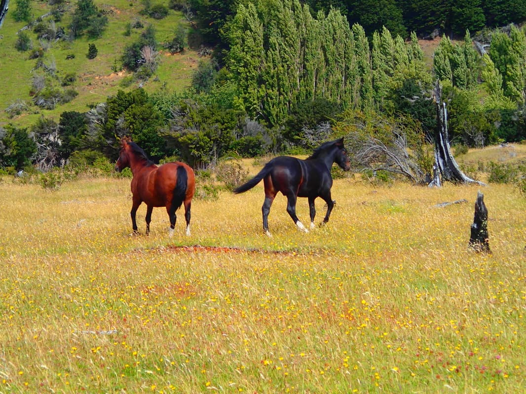 Spring Creeks & Freestones of Aysén — Coyhaique, Chile photo 6