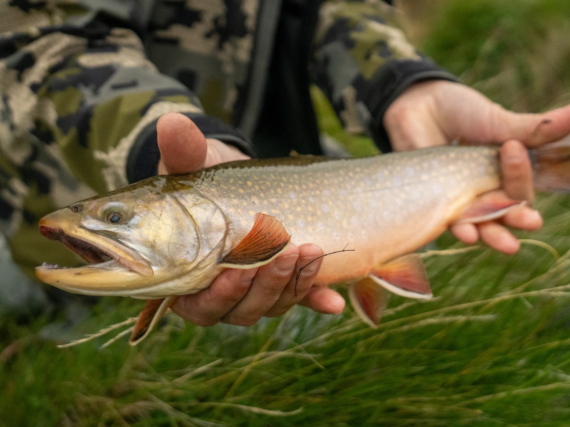 Brook Trout