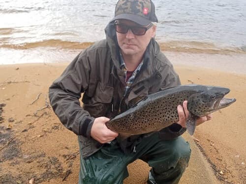 Brown Trout