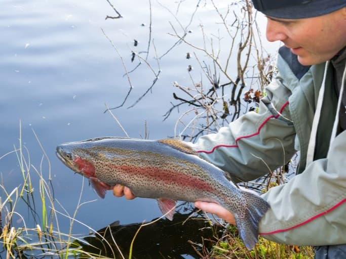 Rainbow Trout