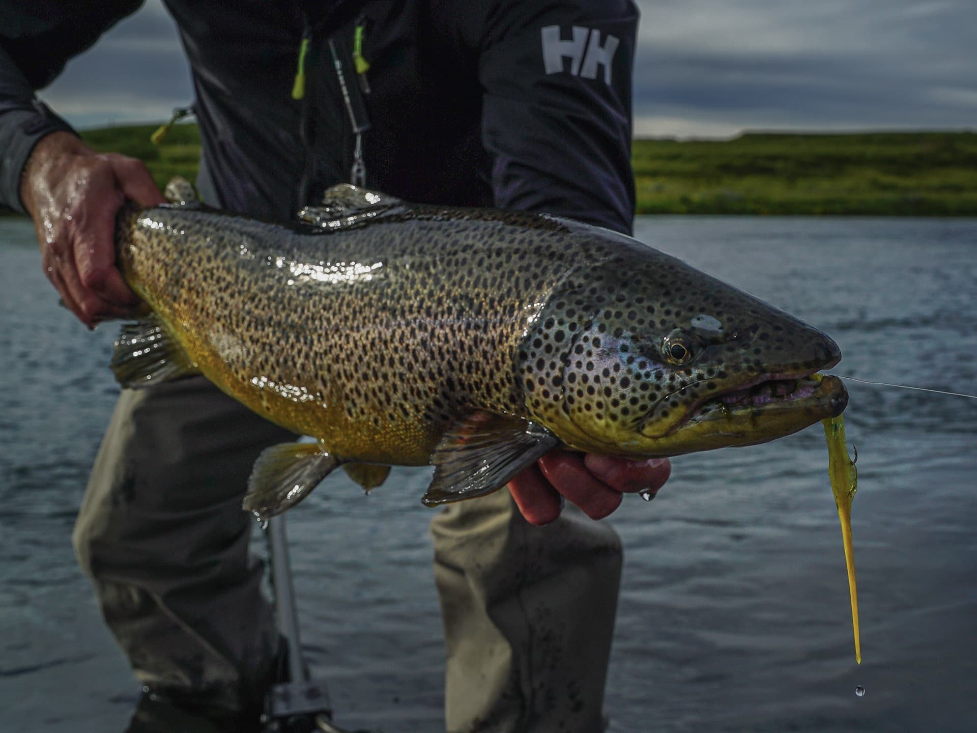 Brown Trout