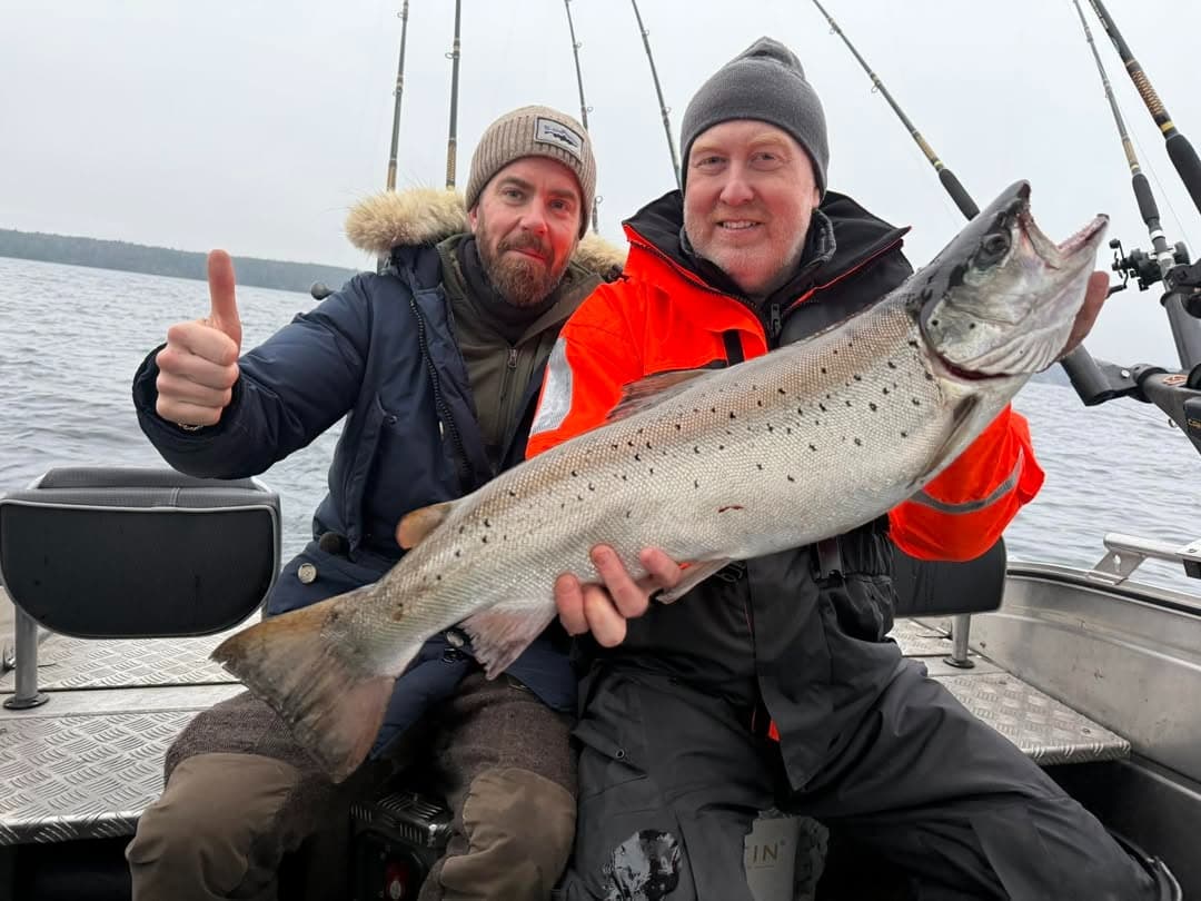 Sea Trout