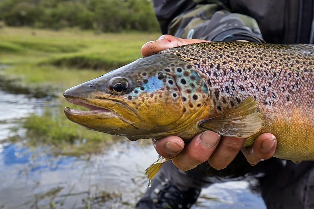 Brown Trout
