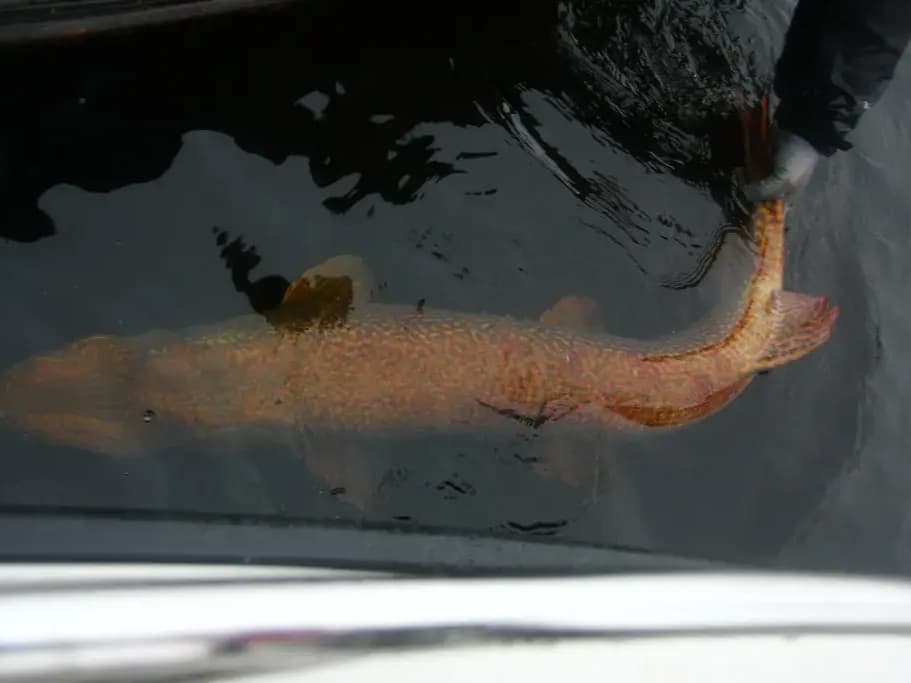 Pike