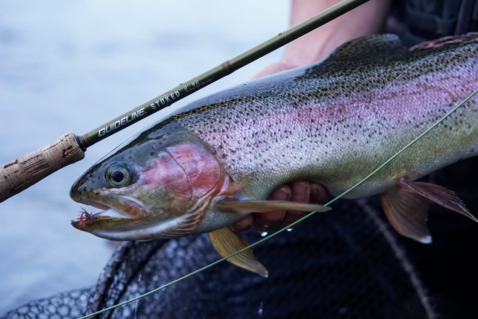 Rainbow Trout
