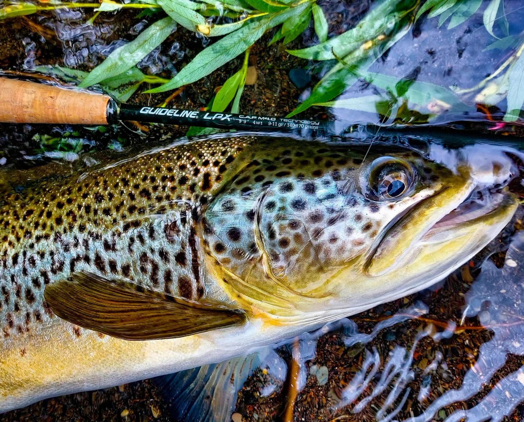 Brown Trout