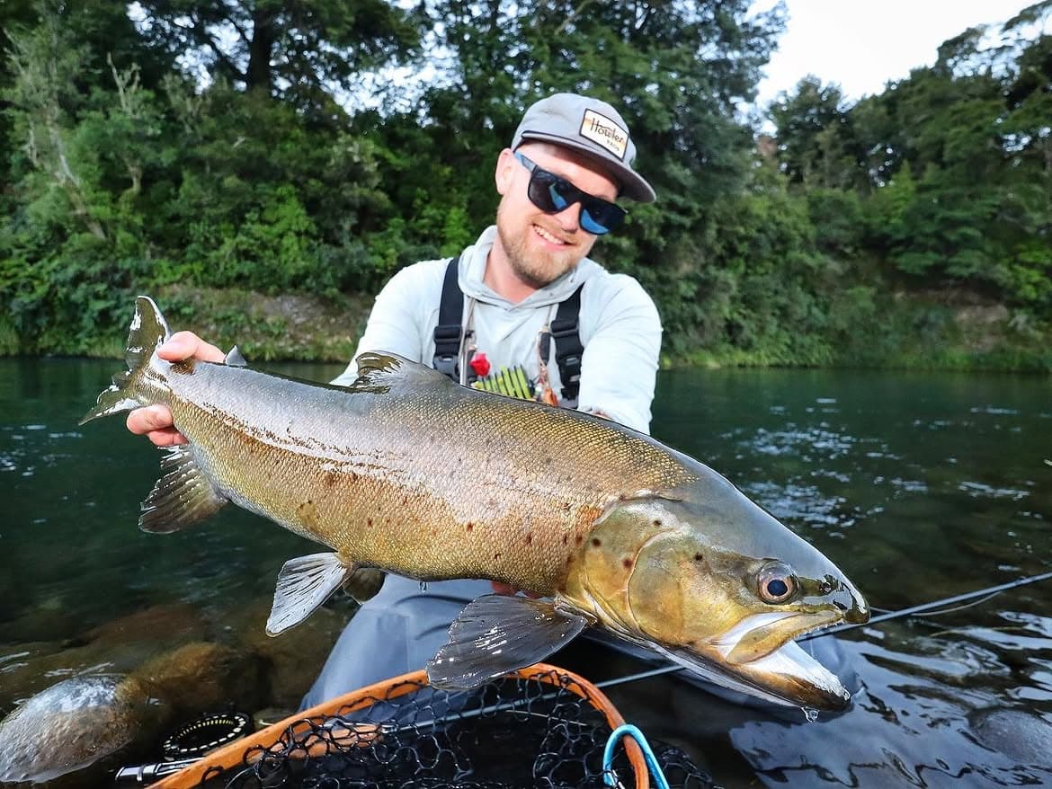 Brown trout