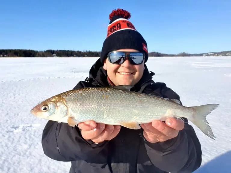 Whitefish