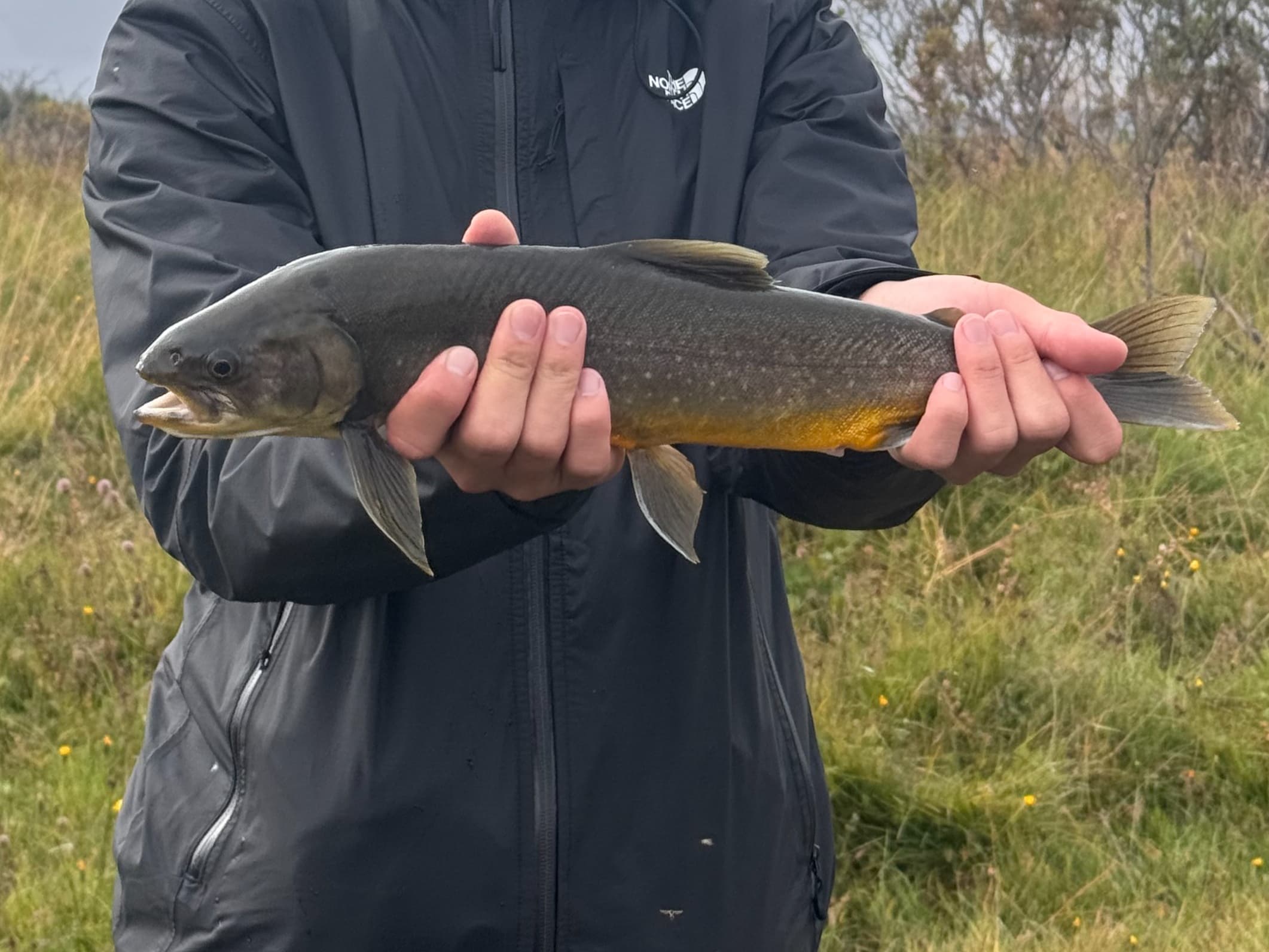 Arctic Char