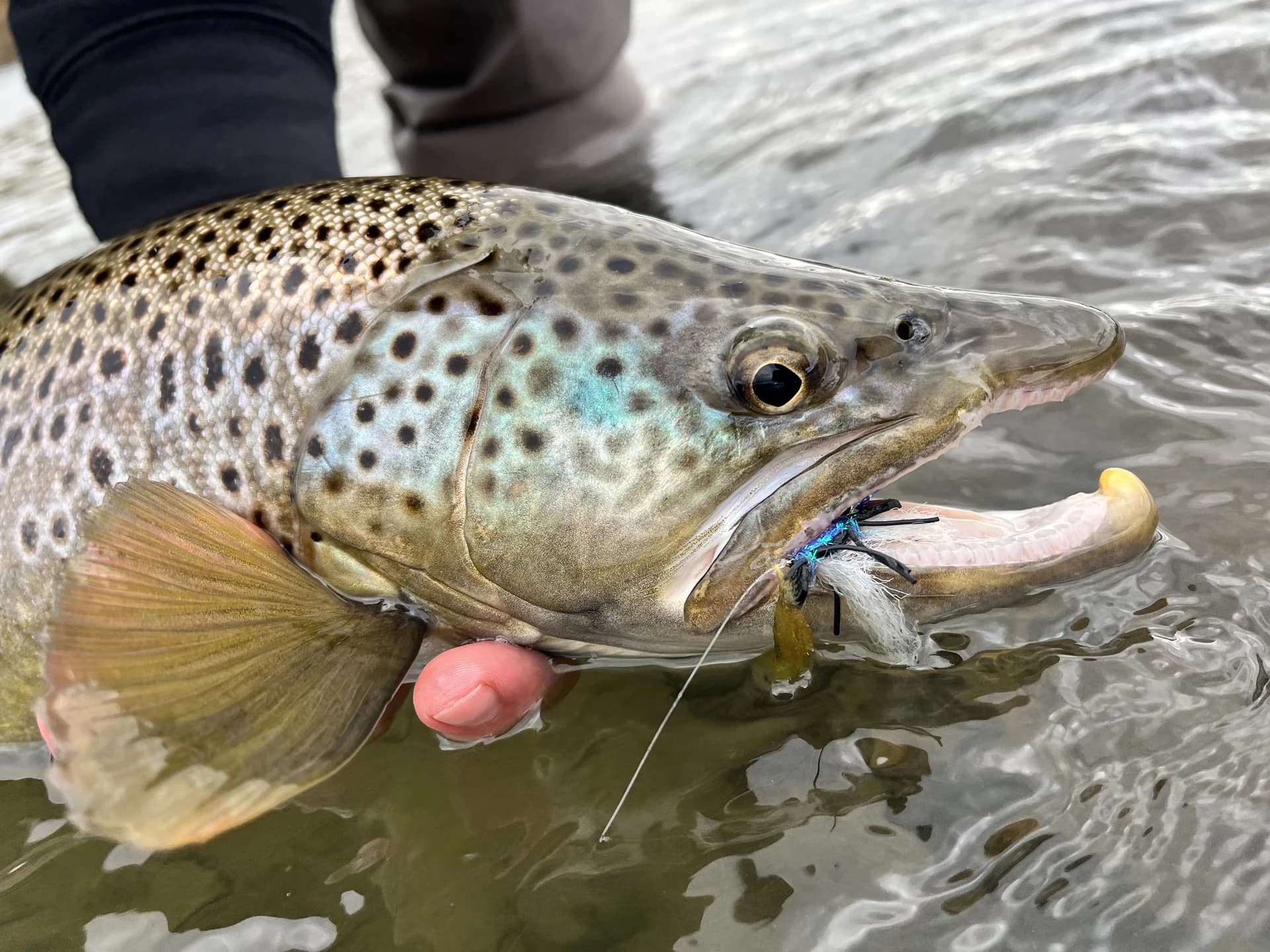 Brown Trout