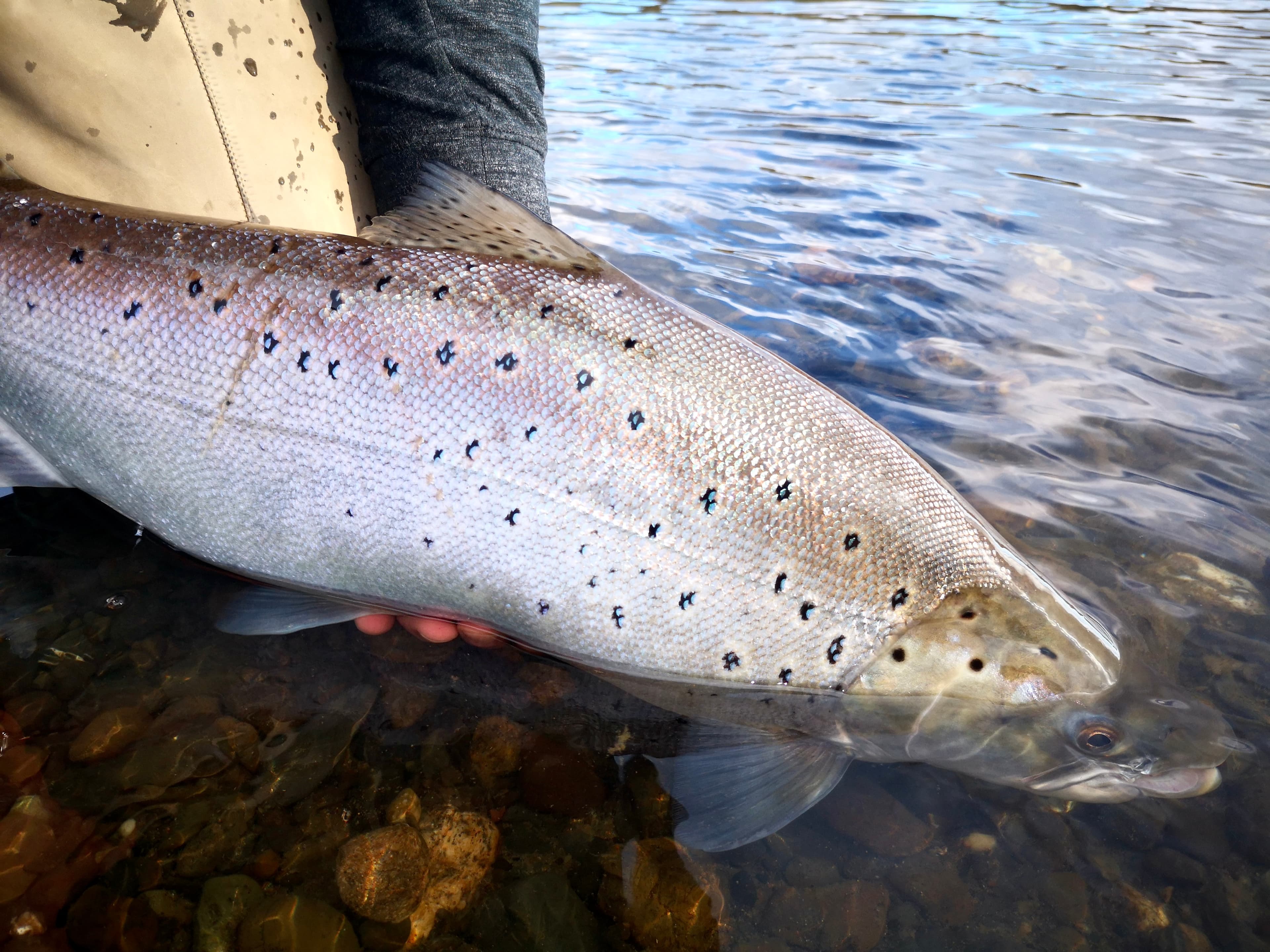 Sea-run Brown Trout