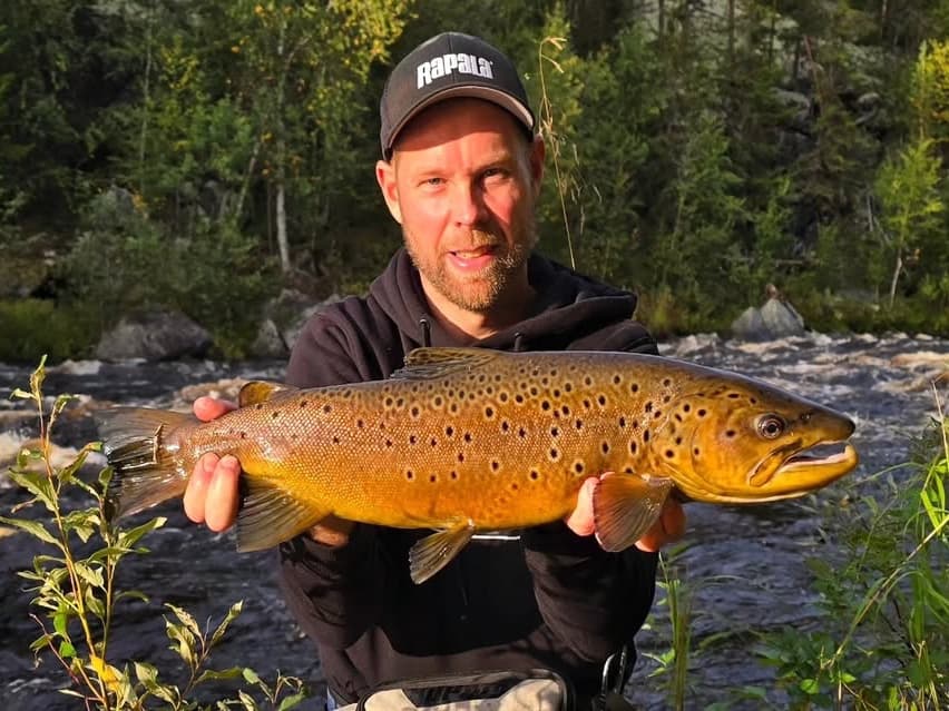 Brown Trout