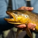 Natales Fly Fishing