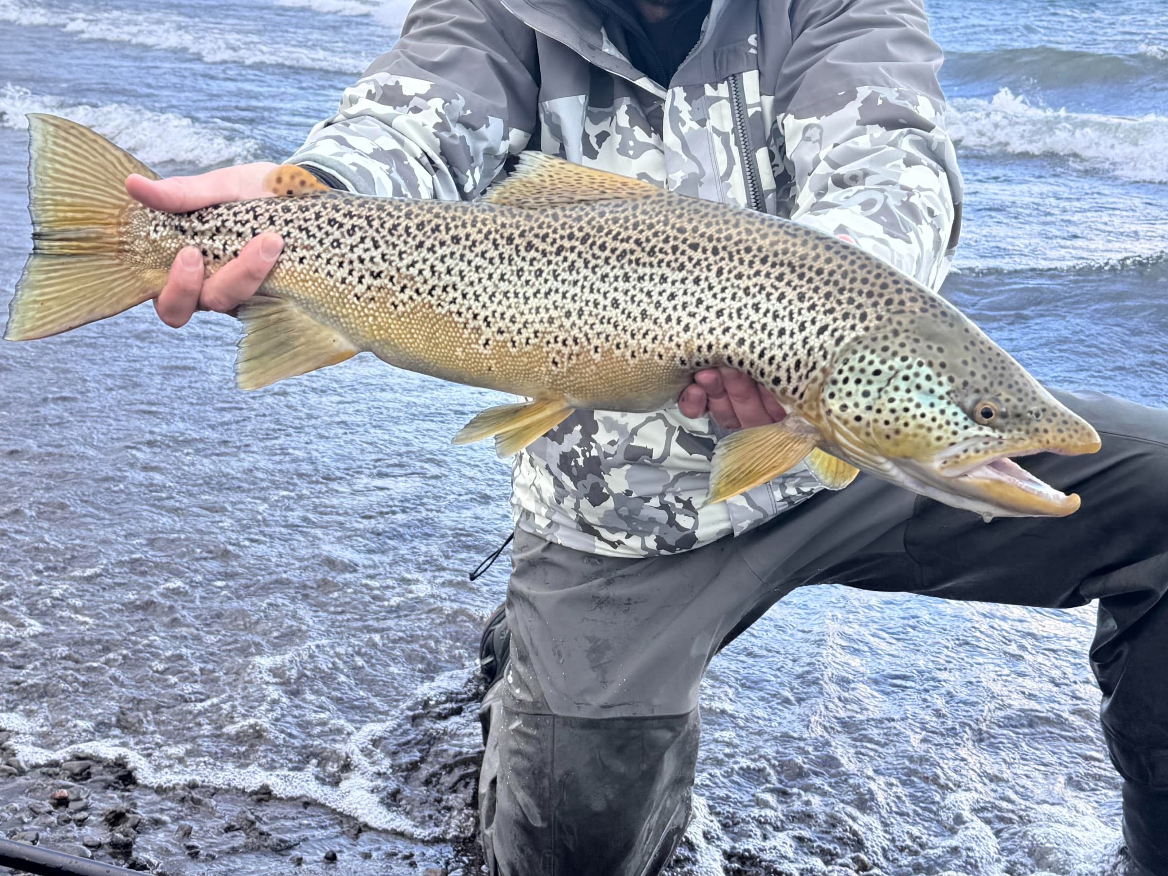 Brown Trout