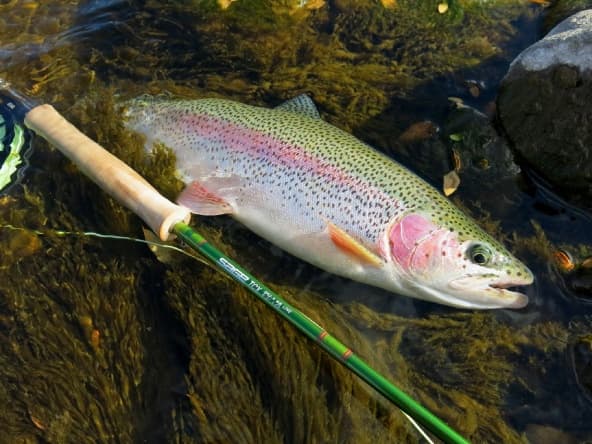 Rainbow Trout
