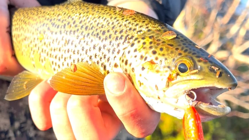 Char and brown trout fishing trip in small tundra lakes ( May - June ) ( Sep-Oct )