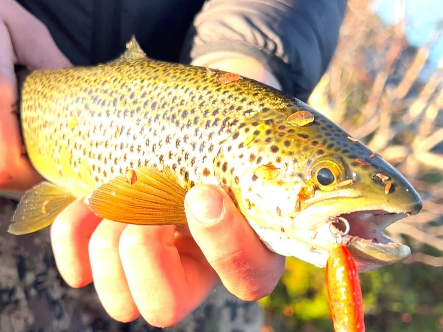 Brown Trout