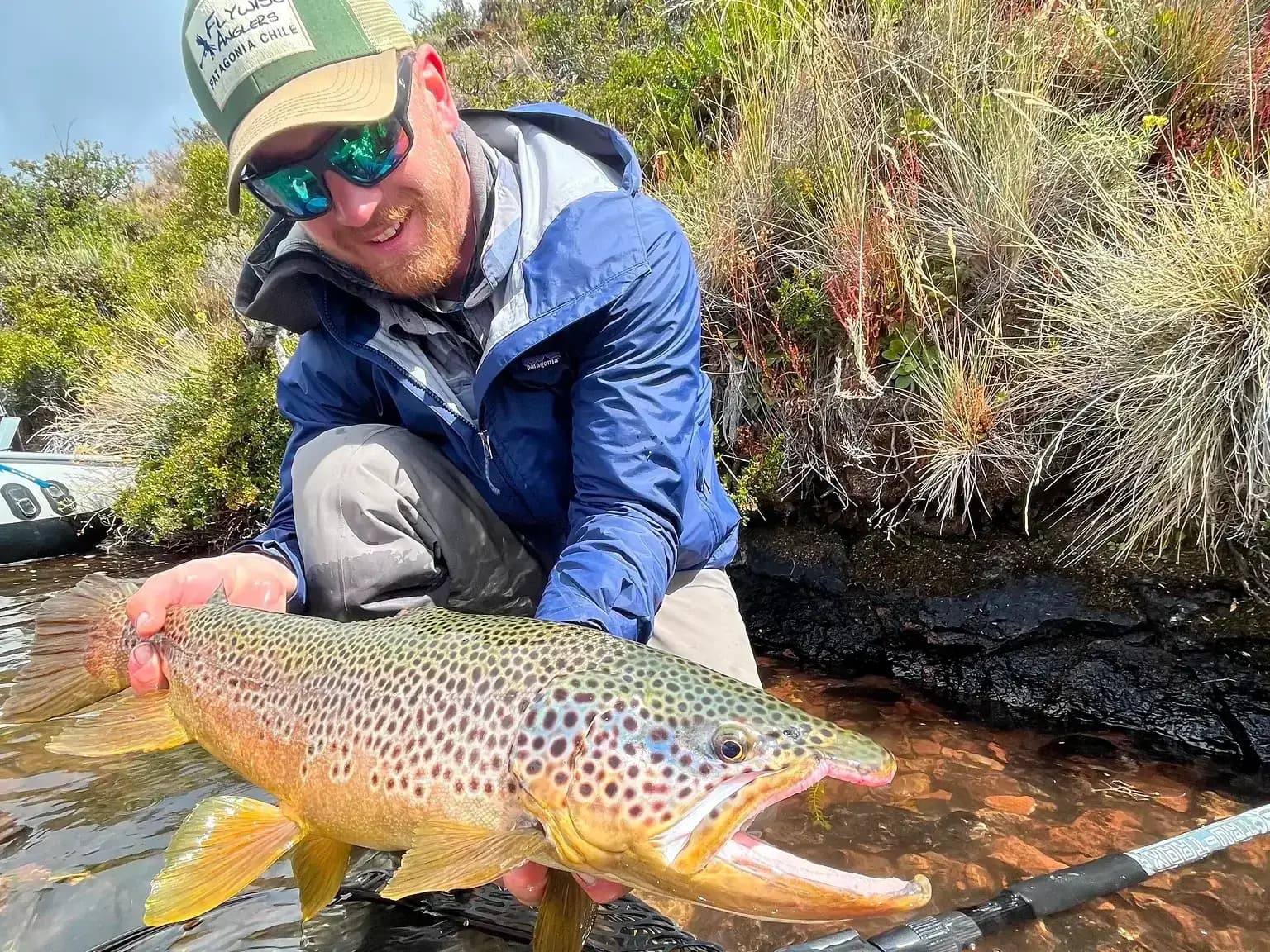 Brown Trout