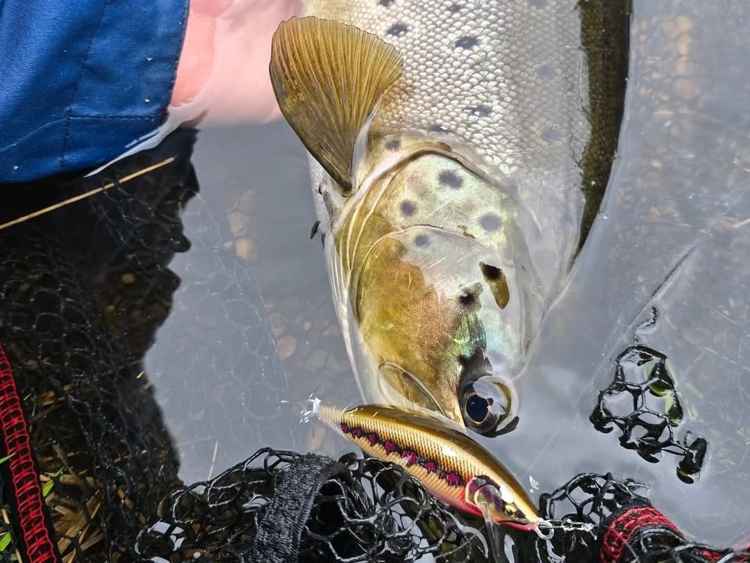 Chasing Giants: Premium Trophy Trout Expeditions on the Mistra River photo 3