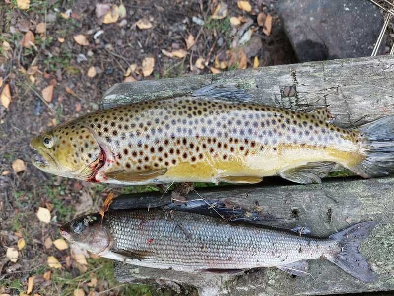 Sustainable Harvesting & Wilderness Dining