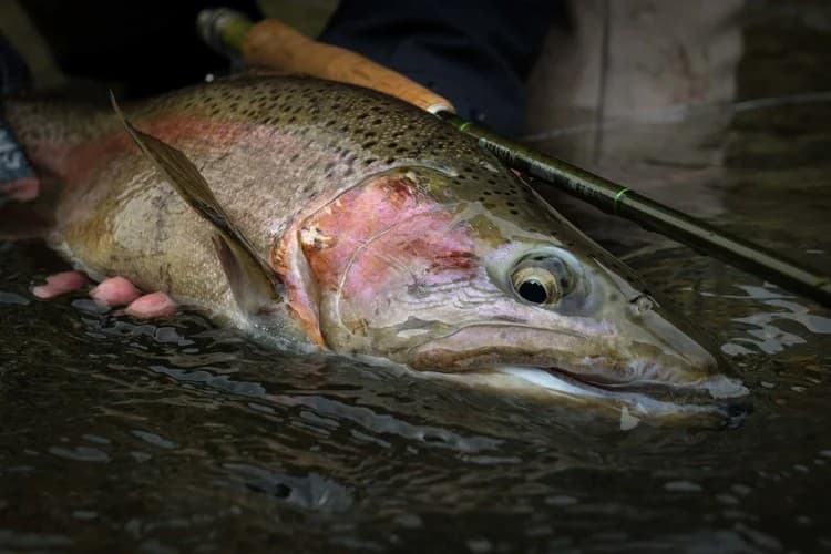 Fly Fishing — Taupō & Tongariro, Central North Island