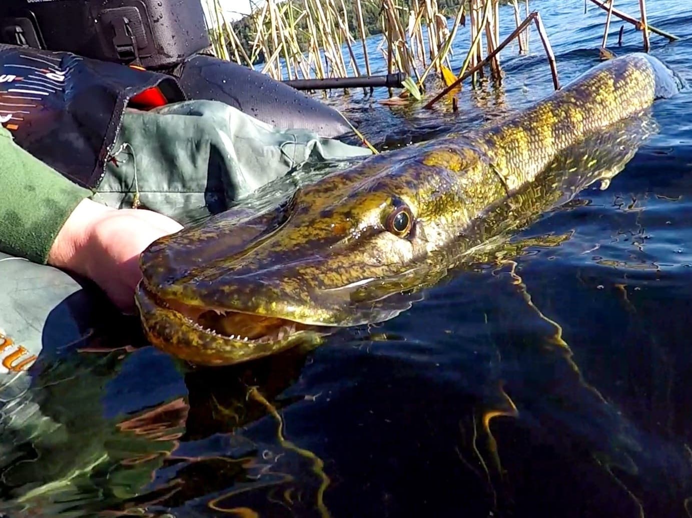 Pike
