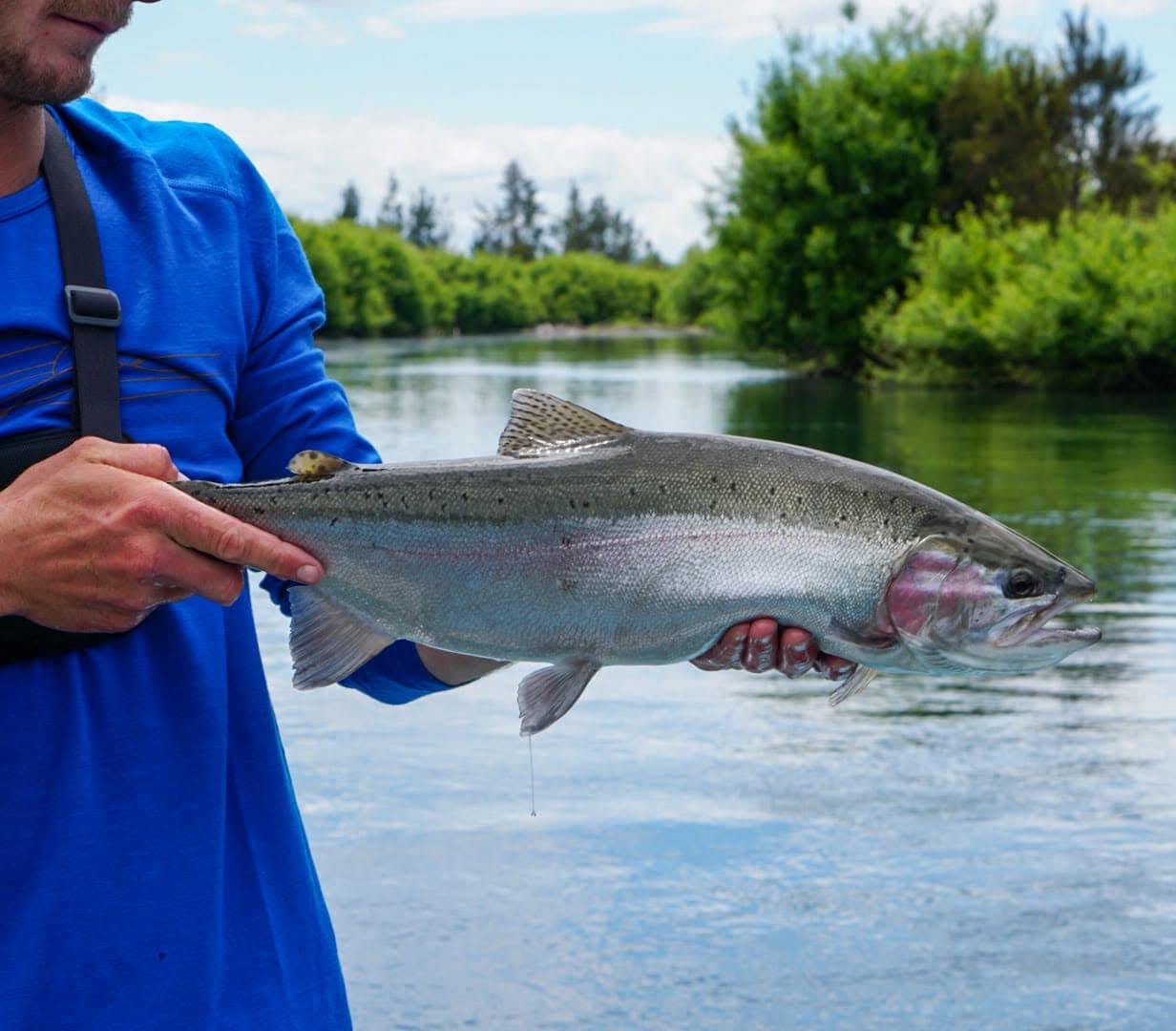 Fly Fishing — Taupō & Tongariro, Central North Island photo 5