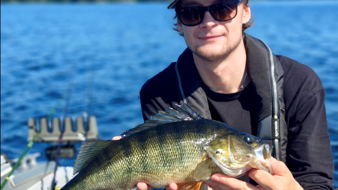 Perch fishing on Saimaa Lake