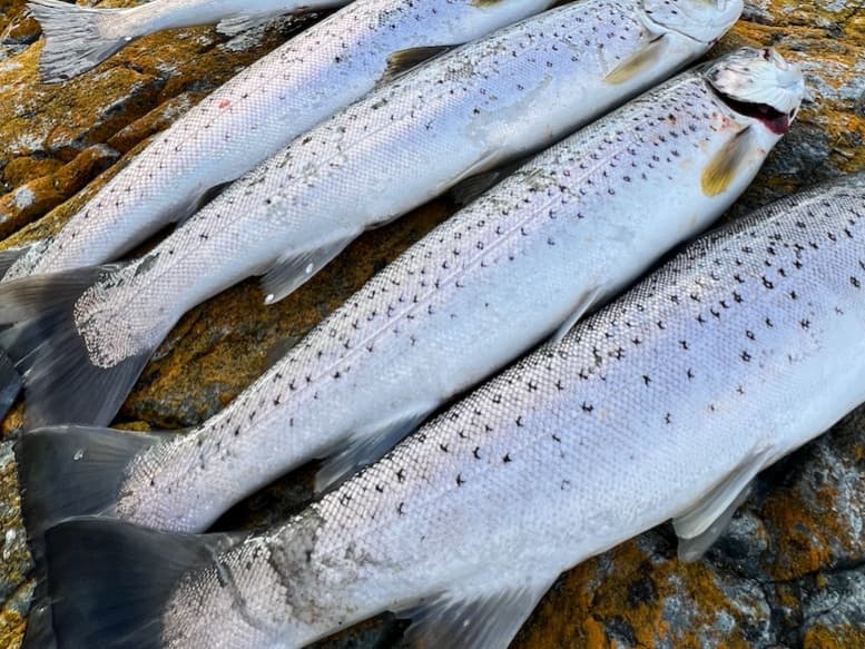 Sea Trout