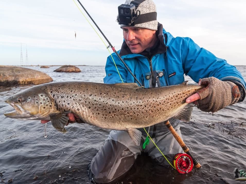 Sea Trout