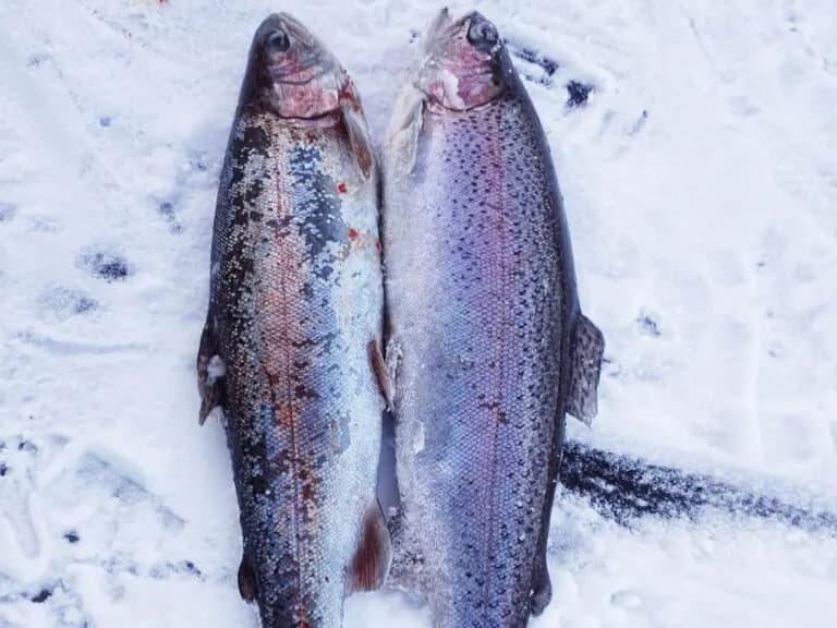 Rainbow Trout
